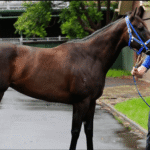 Black Caviar: Queen of the Track