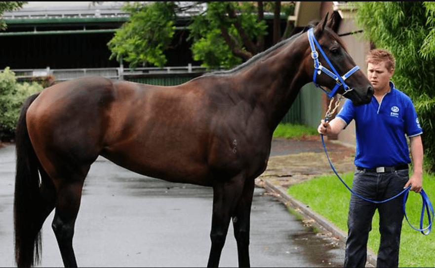 Black Caviar: Queen of the Track